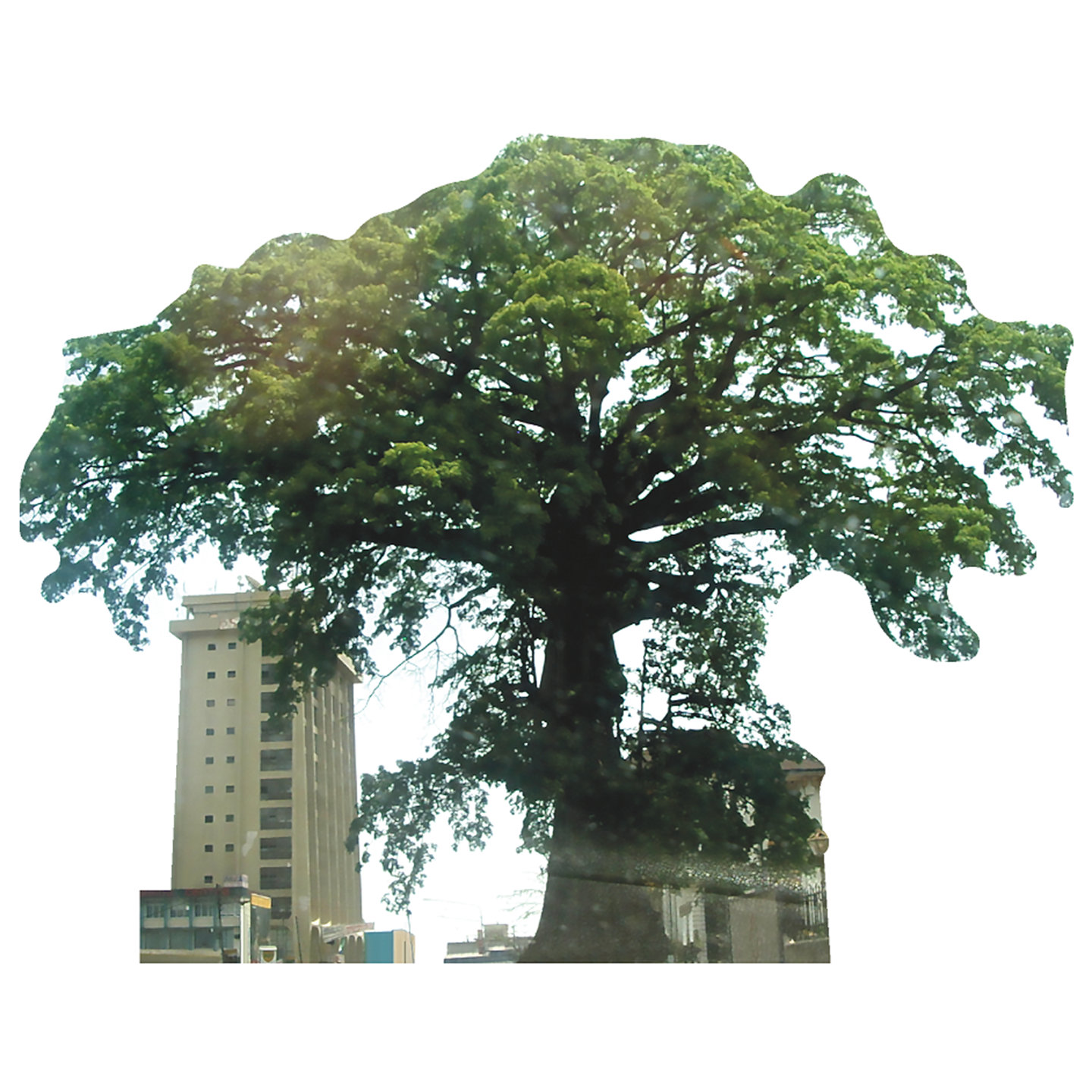 Wet Paint Printing Cotton Tree Sierra Leone Most Famous Trees